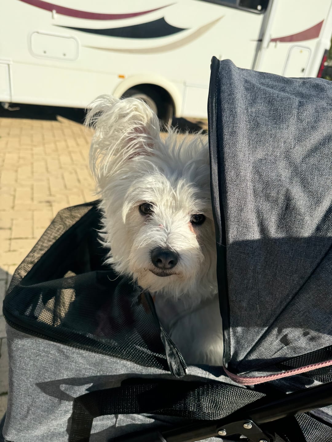 Customer photo review of PaWz Large Dog Stroller Cruiser