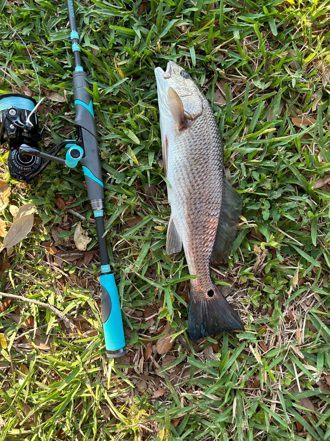 Customer photo review of Carbon Elite Nearshore Spinning Reels