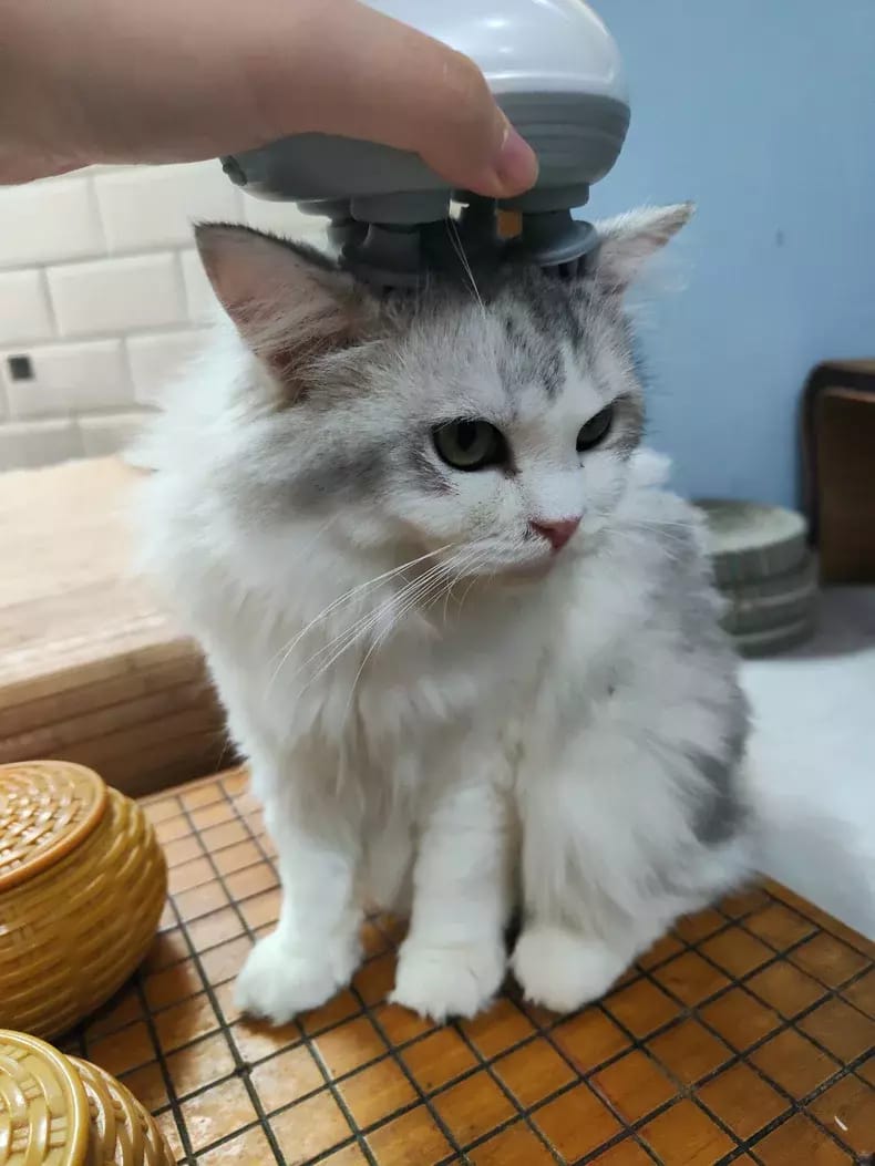 Customer photo review of Viva Comfort Rotation Spa Relaxation Massager For Dogs and Cats