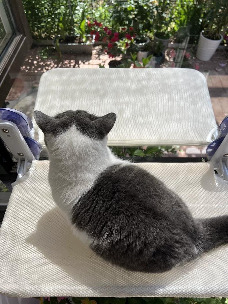 Customer photo review of Deluxe Cat Window Perch - Comfy Hammock with Scenic View
