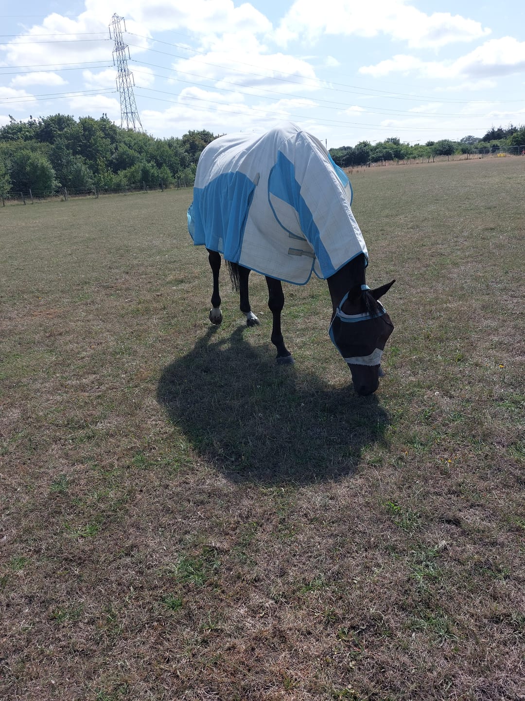 Customer photo review of Allrounder Fly Rug Combo