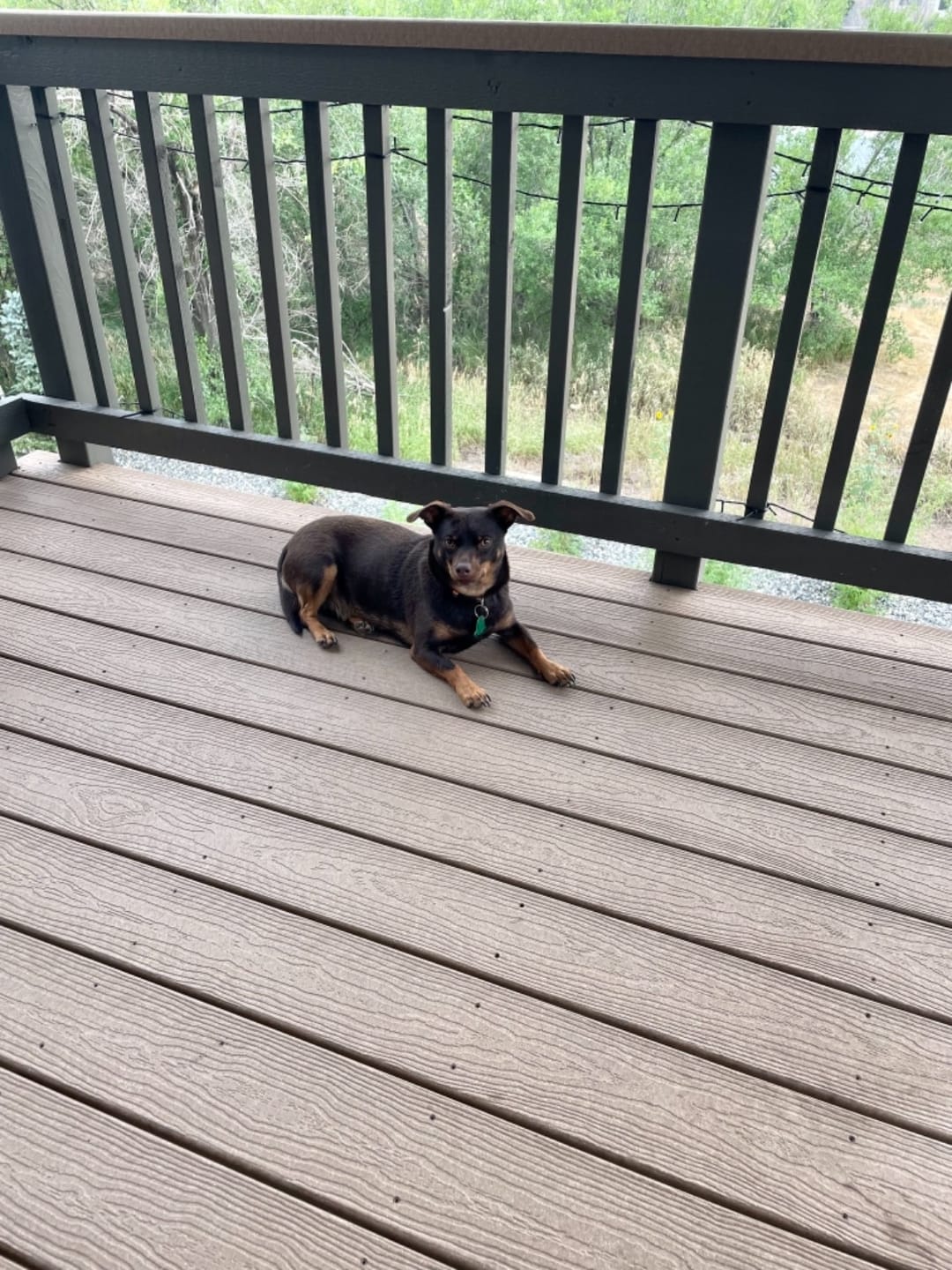 Customer photo review of Natural Dog Food Samples