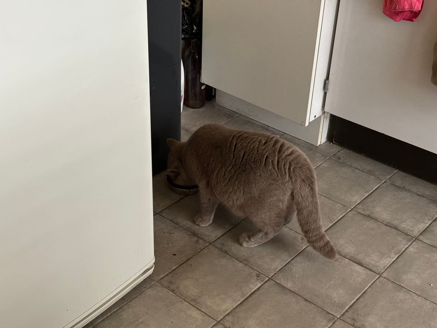 Customer photo review of Pâtées riches en thon& aux courgettes (chat stérilisé et chat adulte)