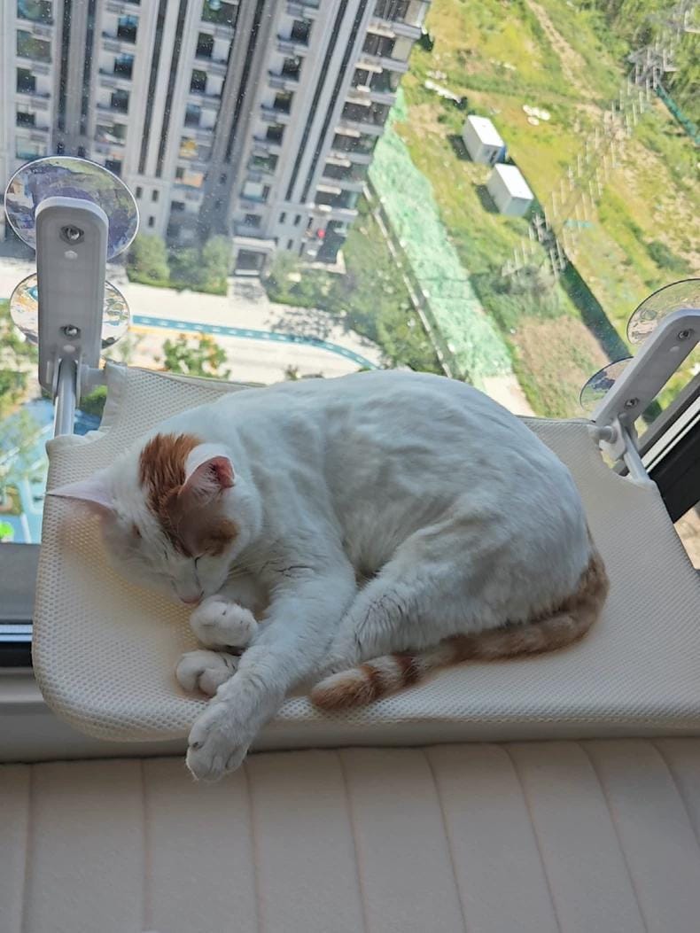 Customer photo review of Deluxe Cat Window Perch - Comfy Hammock with Scenic View