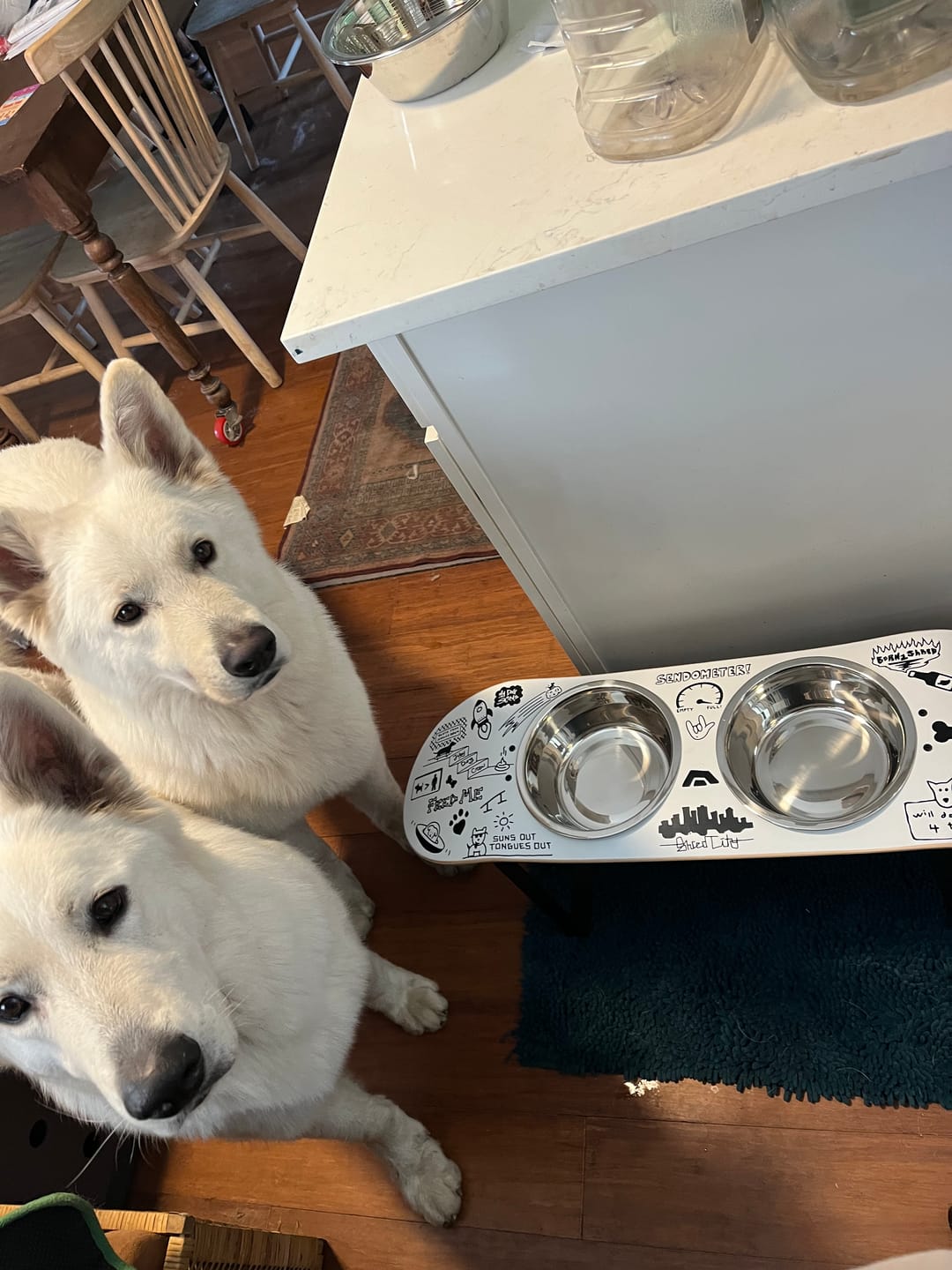 Customer photo review of Doodle Skateboard Dog Bowl