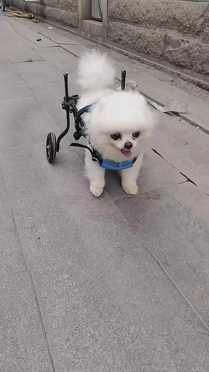 Customer photo review of Comfort Dog Wheelchair - Rediscover Mobility