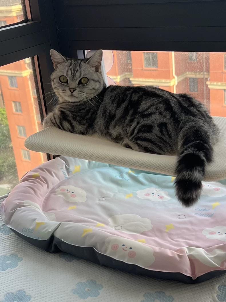 Customer photo review of Deluxe Cat Window Perch - Comfy Hammock with Scenic View