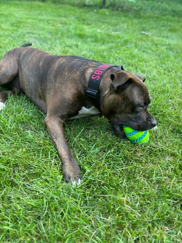 Customer photo review of Black Bully Proof Collar