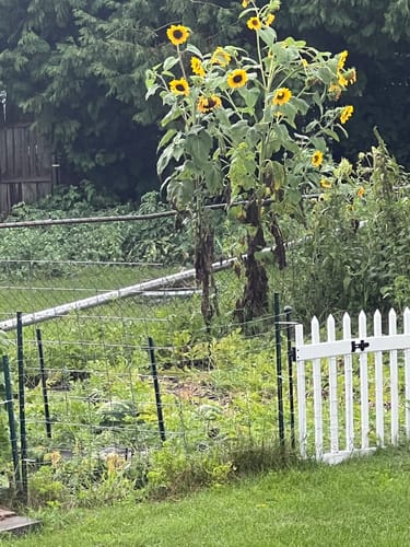 Customer photo review of Pollinator Paradise E-Book