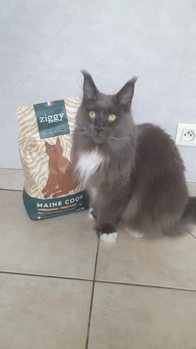 Avis photo d'un client sur Croquettes Maine Coon Stérilisé Sans Céréales - Poulet