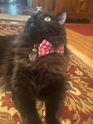 Customer photo review of Red Gingham Bow Tie for Dog and Cat Collar