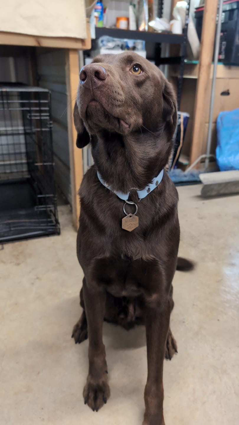 Customer photo review of House Collar