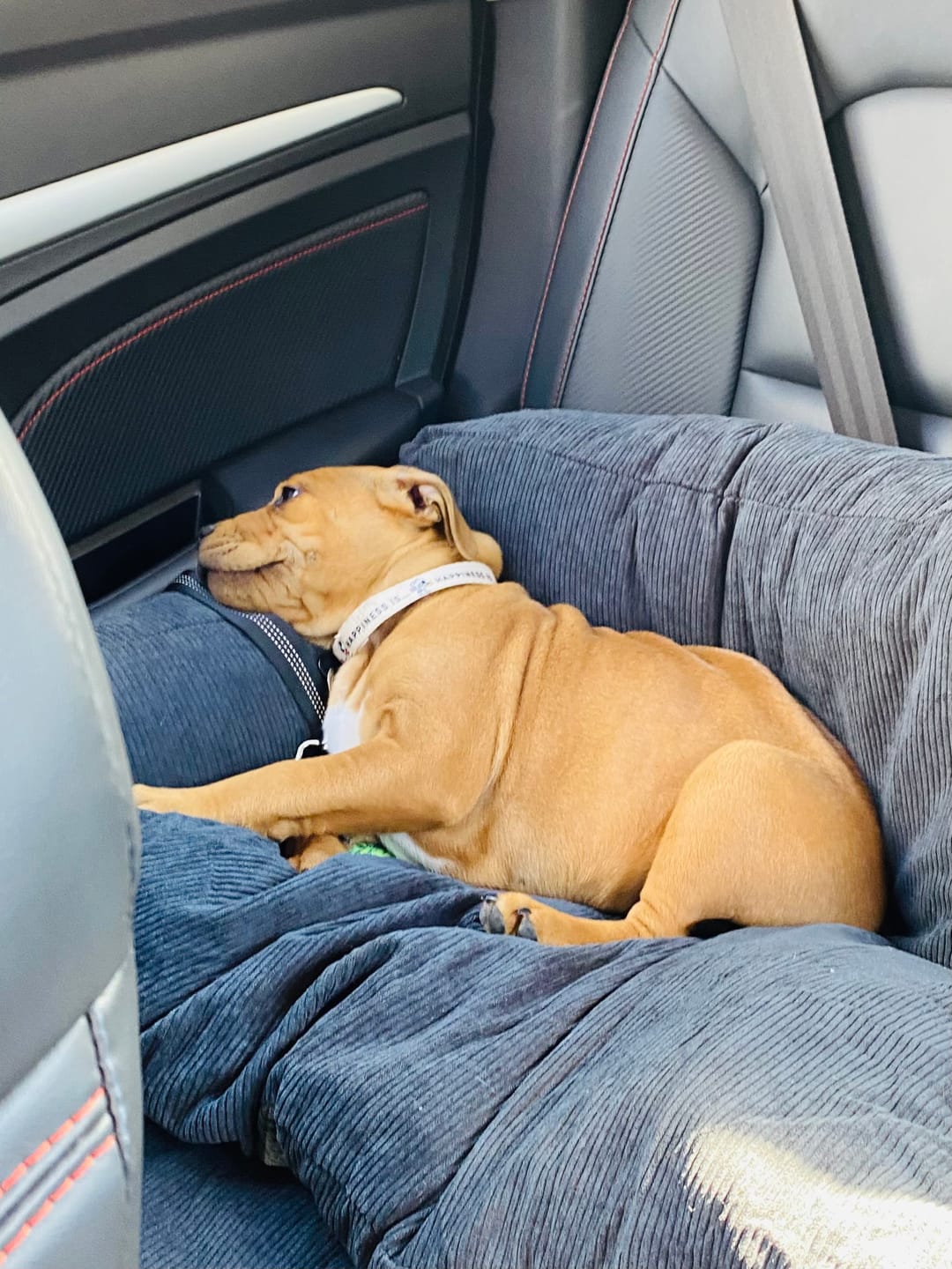 Customer photo review of PaWz Dog Car Booster Seat