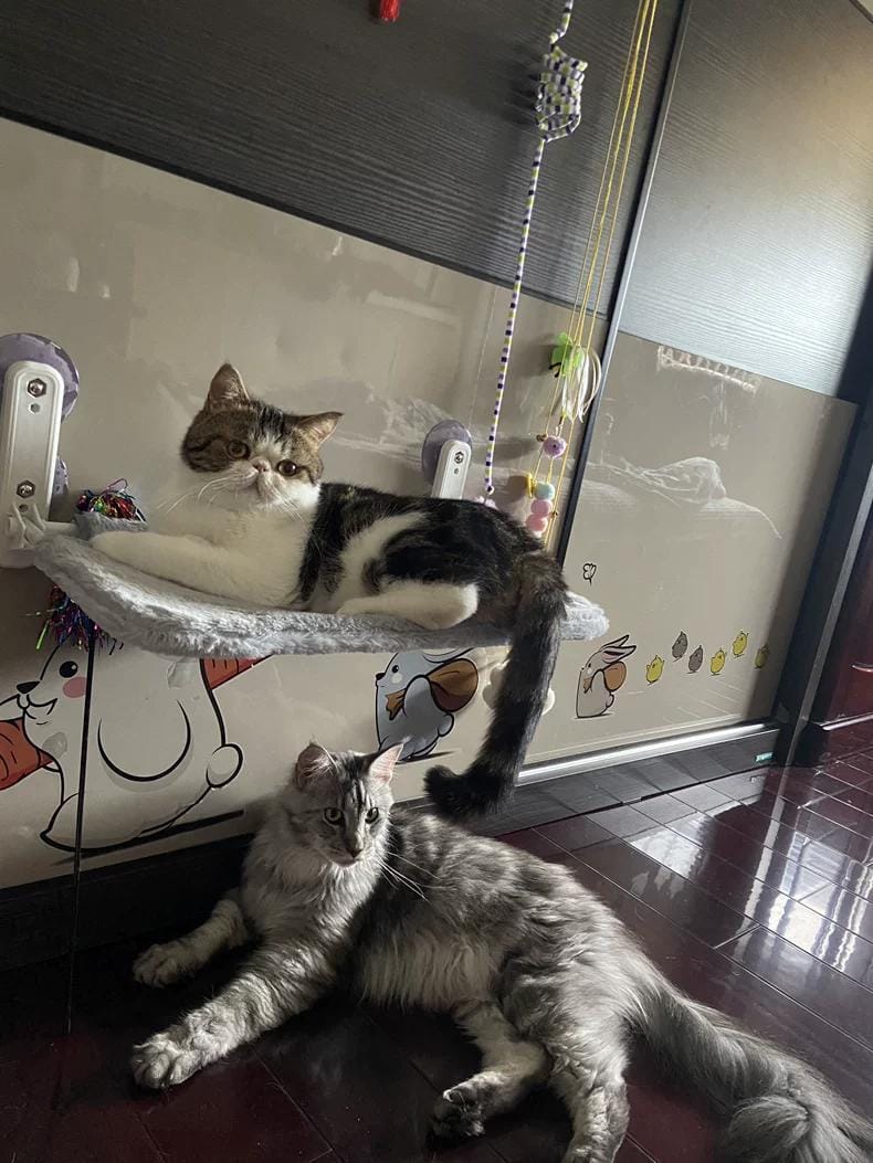 Customer photo review of Deluxe Cat Window Perch - Comfy Hammock with Scenic View