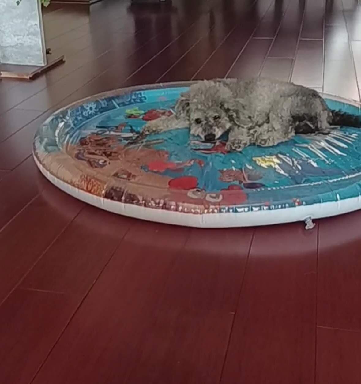 Customer photo review of [Sale] Upgraded Thickness Pet Cooling Water Bed