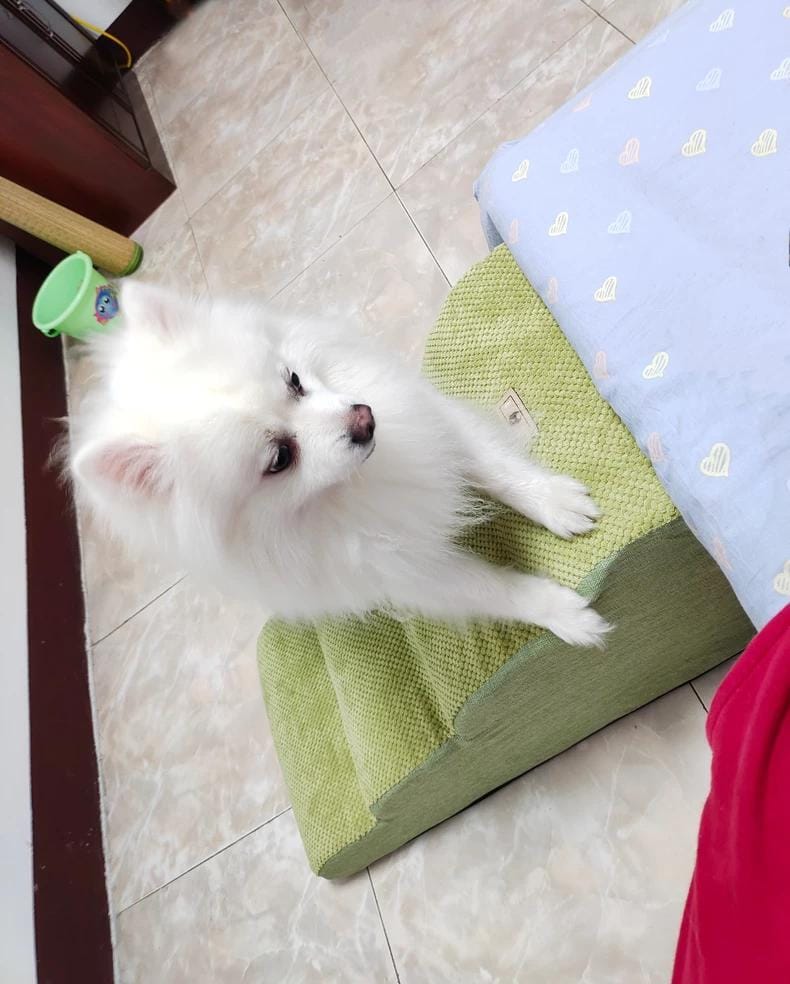 Customer photo review of Non-Slip Dog & Cat Stairs, 2-3 Steps for Pets, Easy Climb