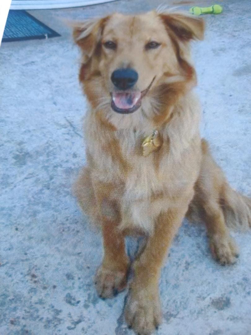 Customer photo review of Natural Dog Food Samples
