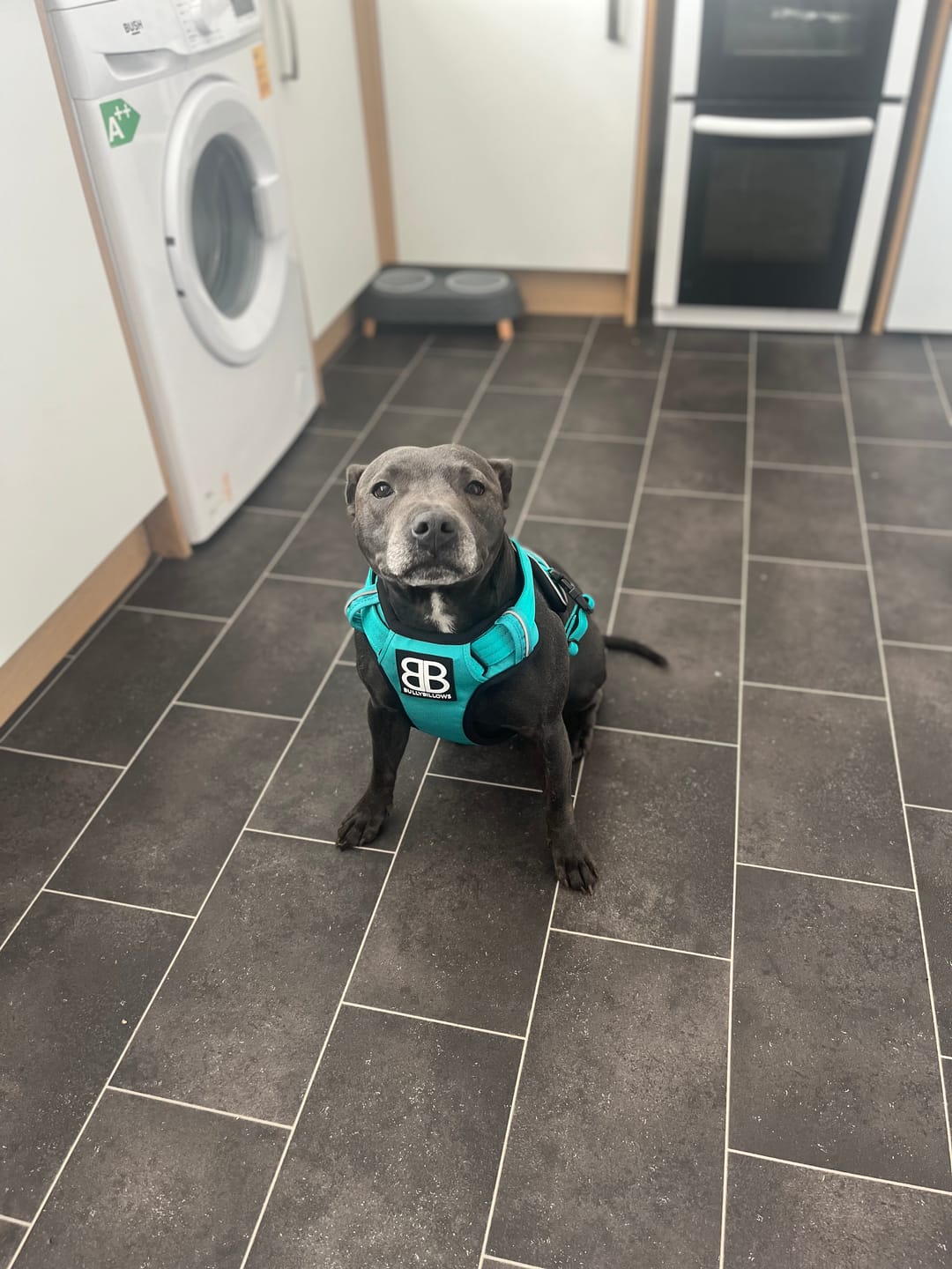 Customer photo review of Premium Comfort Harness | Non Restrictive & Adjustable - Turquoise v2.0