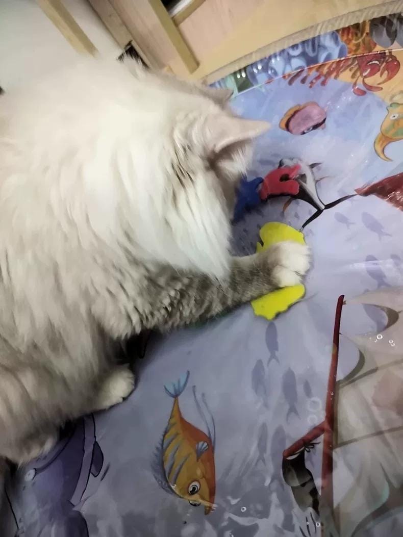 Customer photo review of [Sale] Upgraded Thickness Pet Cooling Water Bed
