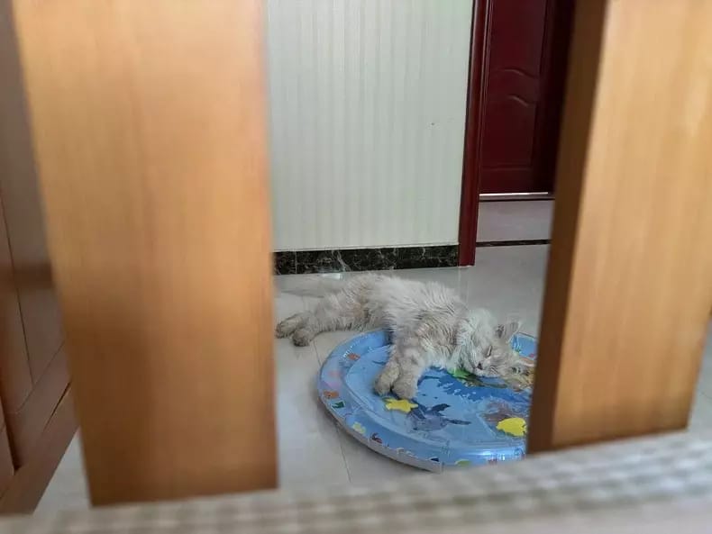 Customer photo review of [Sale] Upgraded Thickness Pet Cooling Water Bed