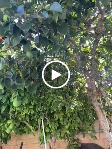 Customer video review of Drops of Balance (Concentrate)