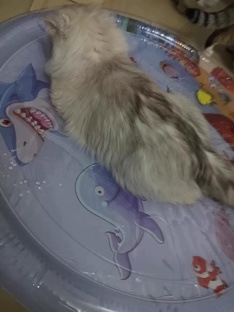 Customer photo review of [Sale] Upgraded Thickness Pet Cooling Water Bed