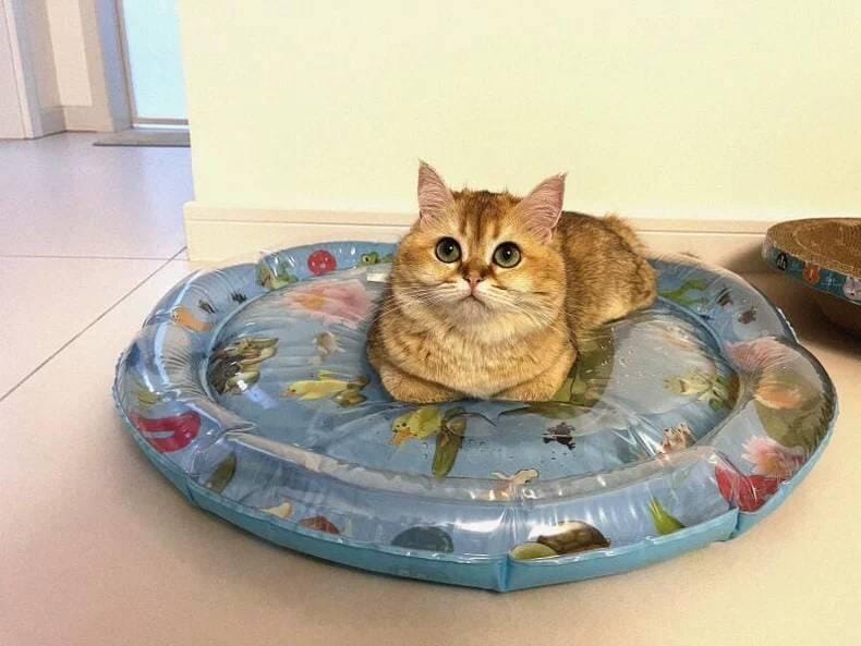 Customer photo review of Upgraded Thickness Pet Cooling Water Bed