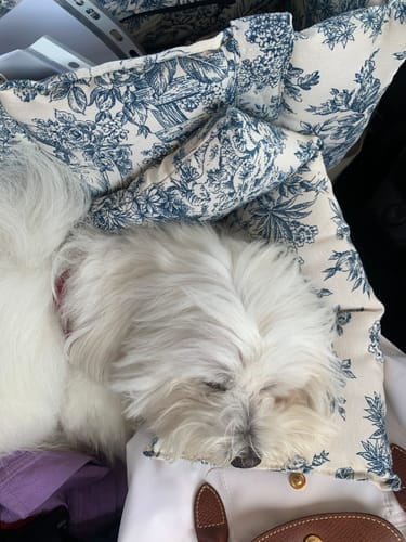 Customer photo review of Trasportino Cotone Toile De Jouy Bluette