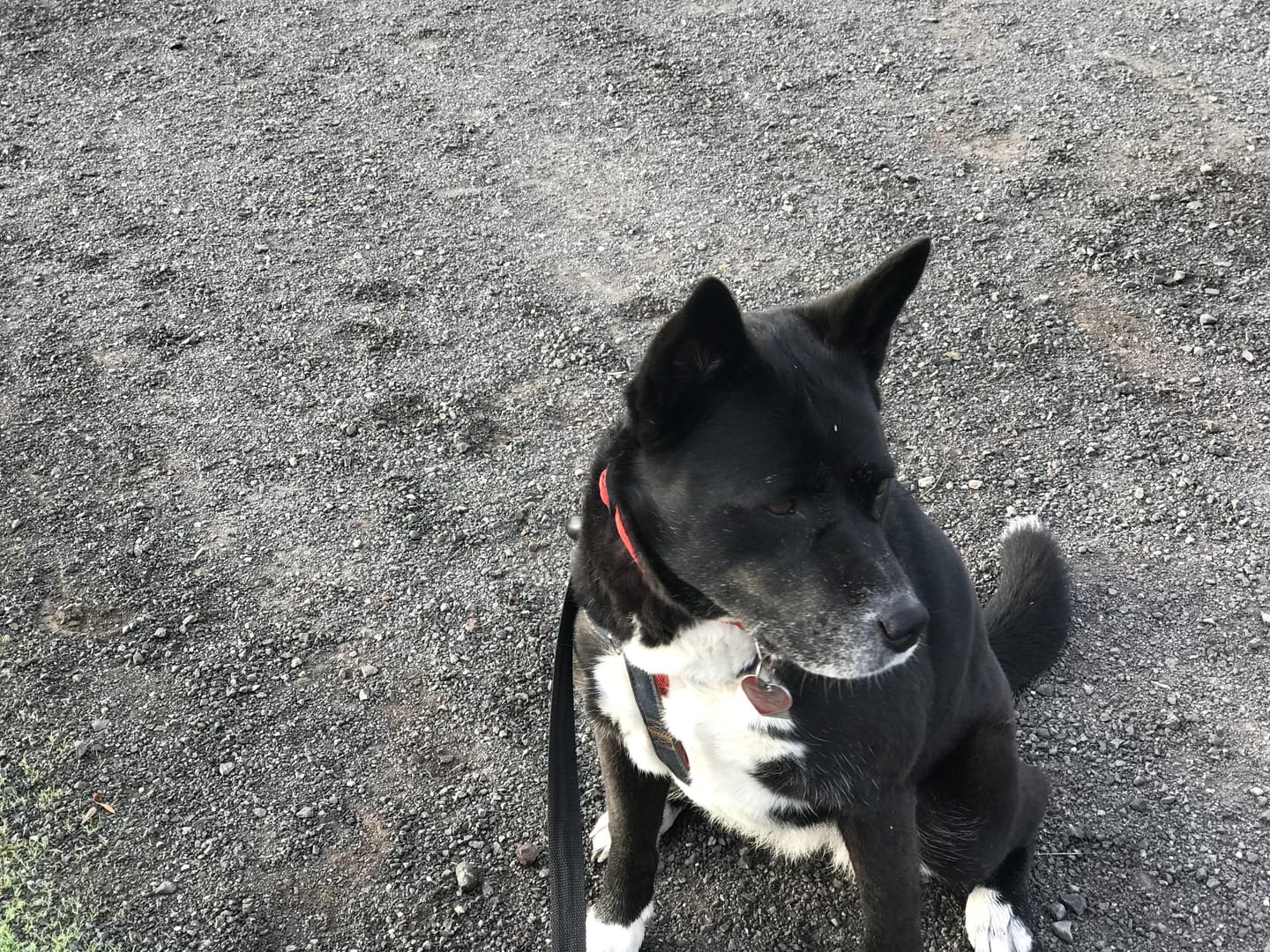 Customer photo review of Natural Dog Food Samples