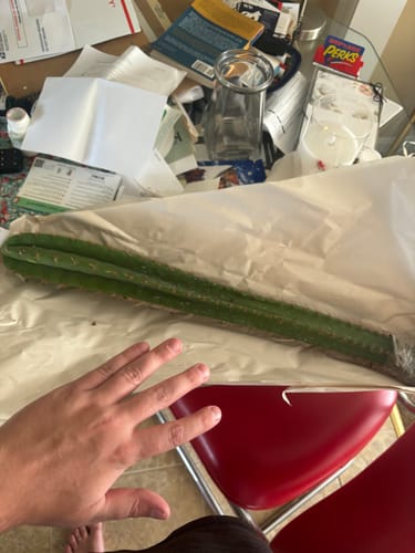 Customer photo review of Non-PC San Pedro Cactus | Trichocereus pachanoi