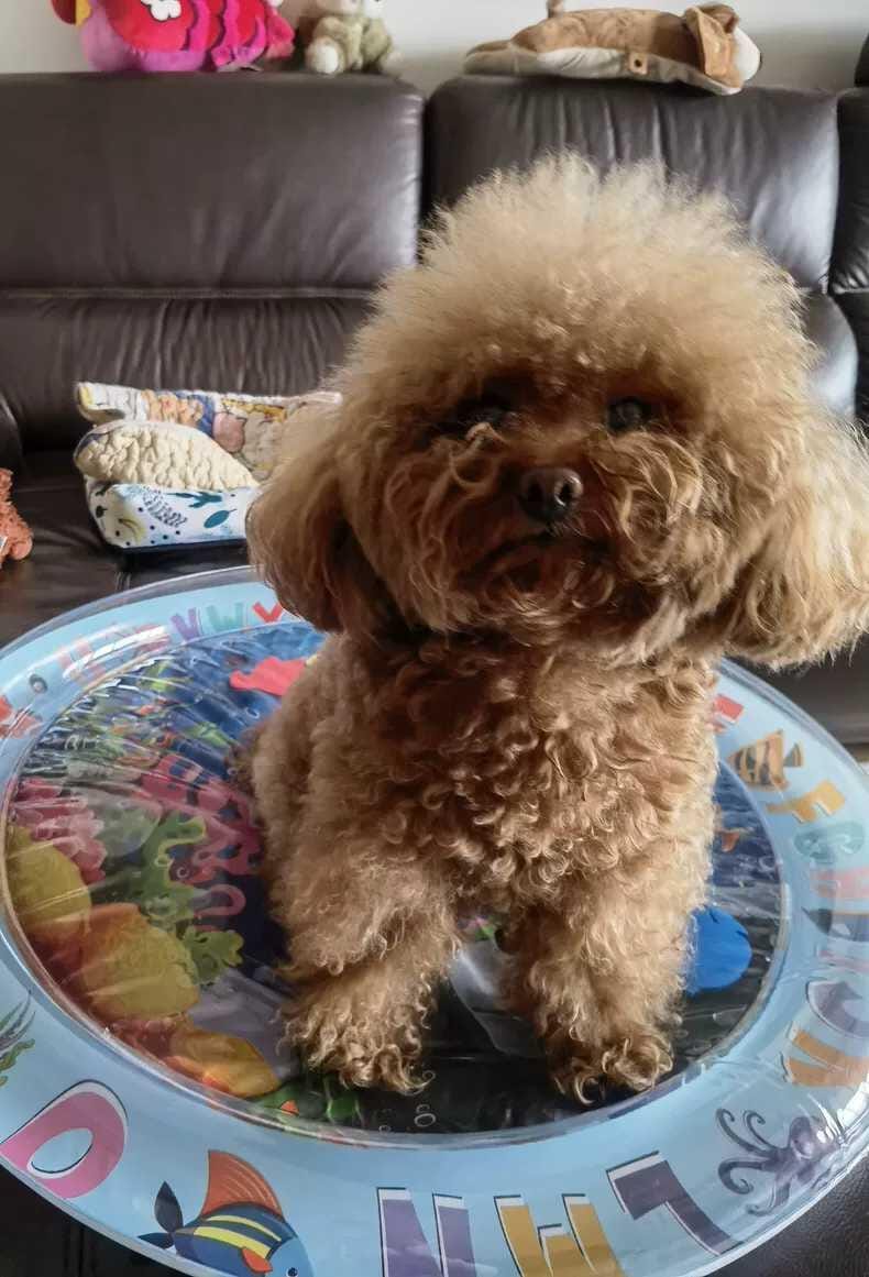 Customer photo review of [Sale] Upgraded Thickness Pet Cooling Water Bed