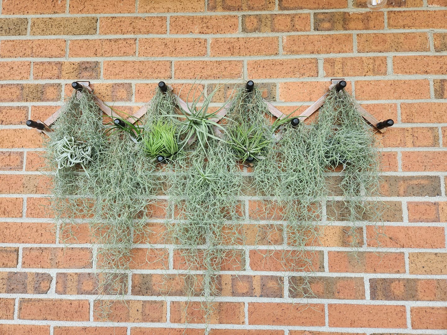 Customer photo review of Usneoides (Spanish Moss) White  On Hanging Wire!