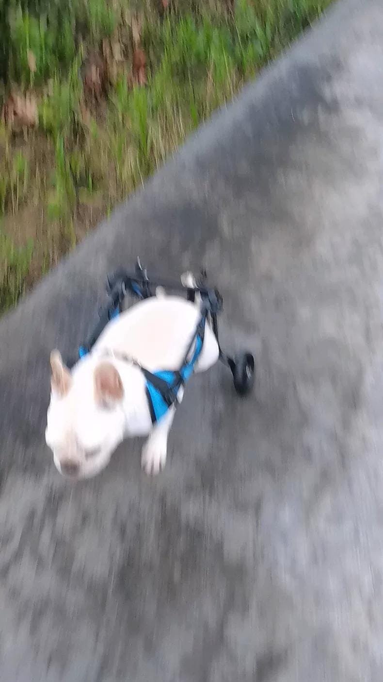 Customer photo review of Comfort Dog Wheelchair - Rediscover Mobility