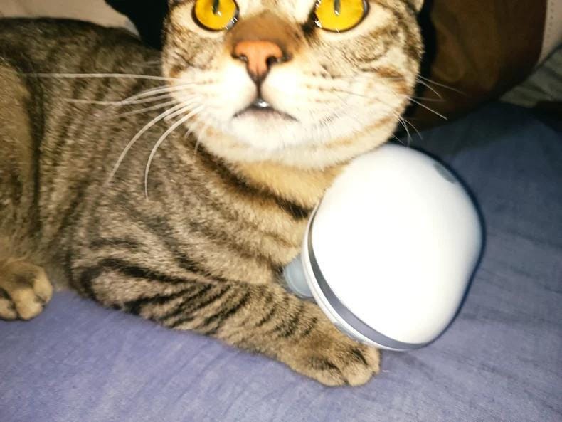 Customer photo review of Viva Comfort Rotation Spa Relaxation Massager For Dogs and Cats
