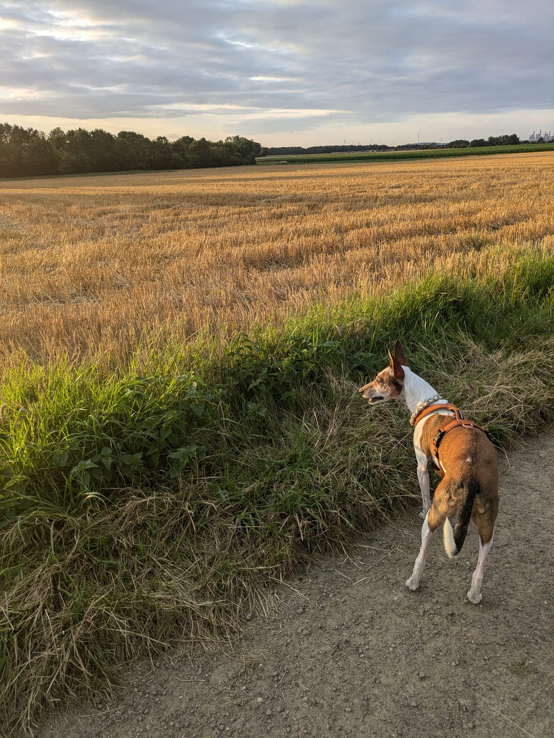 Customer photo review of Hundegeschirr FUN Welpe/Windspiel "Caramel"