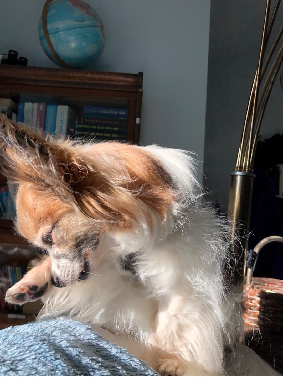 Customer photo review of Natural Dog Food Samples