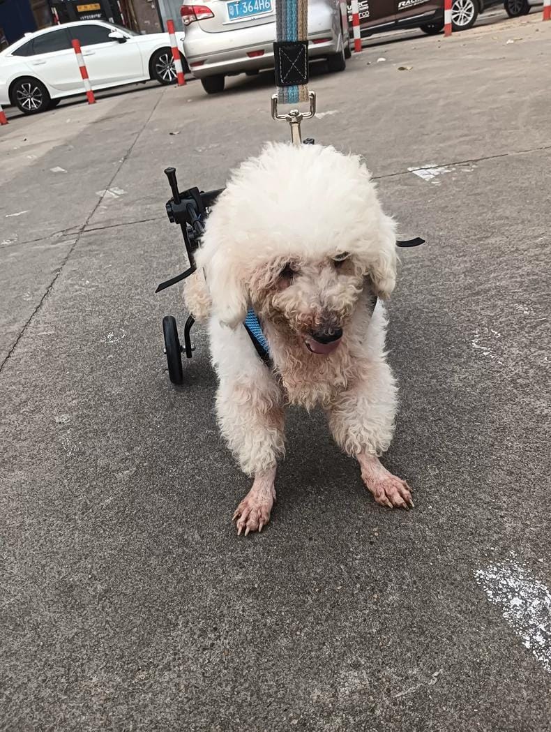 Customer photo review of Comfort Dog Wheelchair - Rediscover Mobility