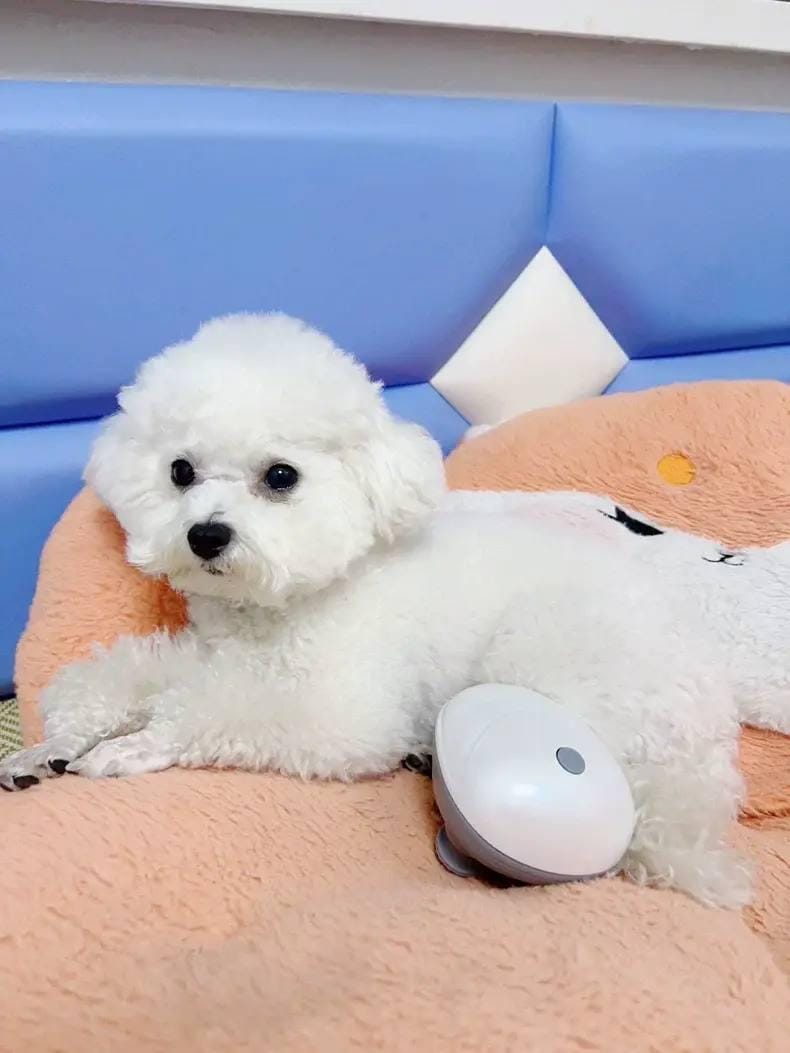 Customer photo review of Viva Comfort Rotation Spa Relaxation Massager For Dogs and Cats