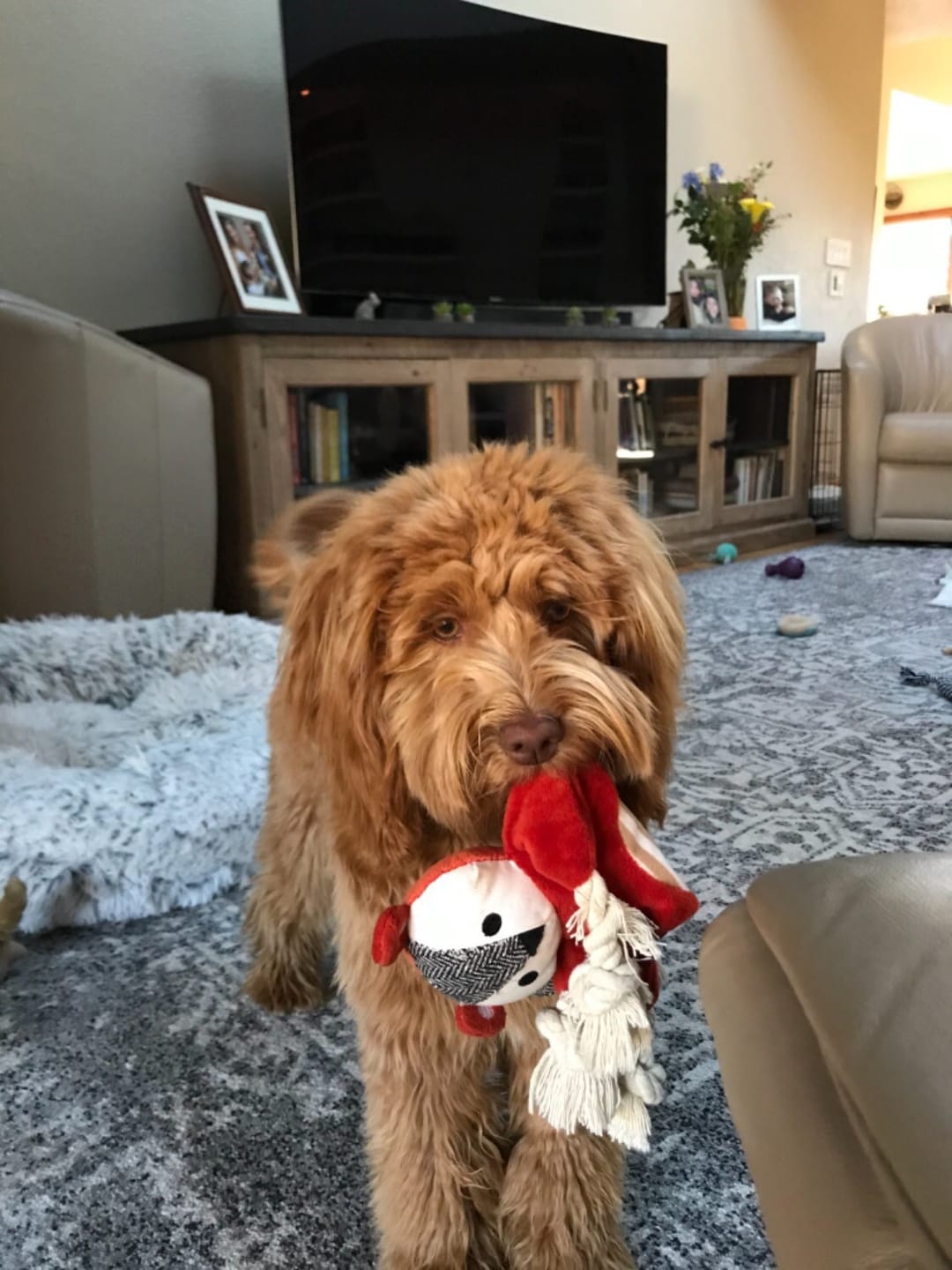 Customer photo review of Natural Dog Food Samples