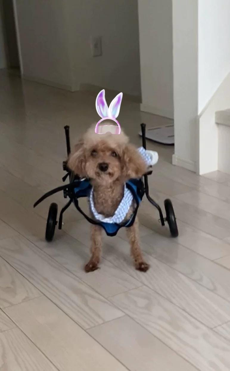 Customer photo review of Comfort Dog Wheelchair - Rediscover Mobility