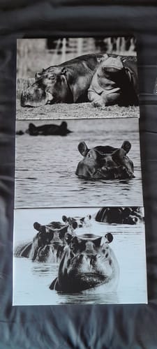 Curtney V. review of 4 x A4 Canvas Combo image 1 out of 1