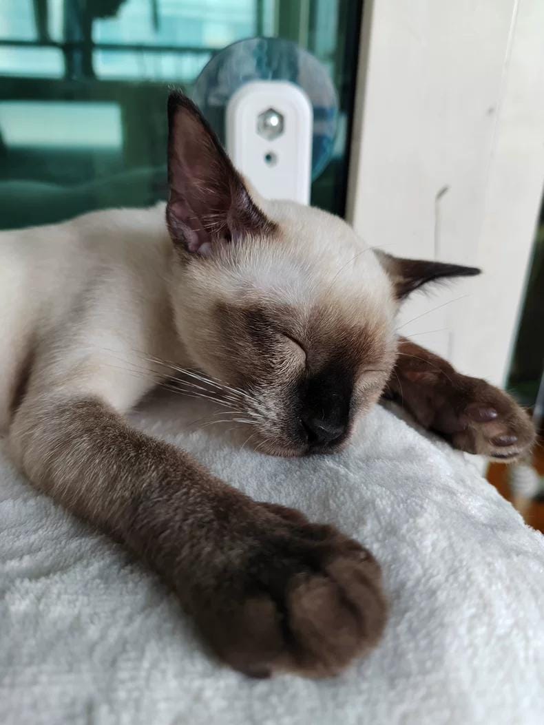 Customer photo review of Deluxe Cat Window Perch - Comfy Hammock with Scenic View