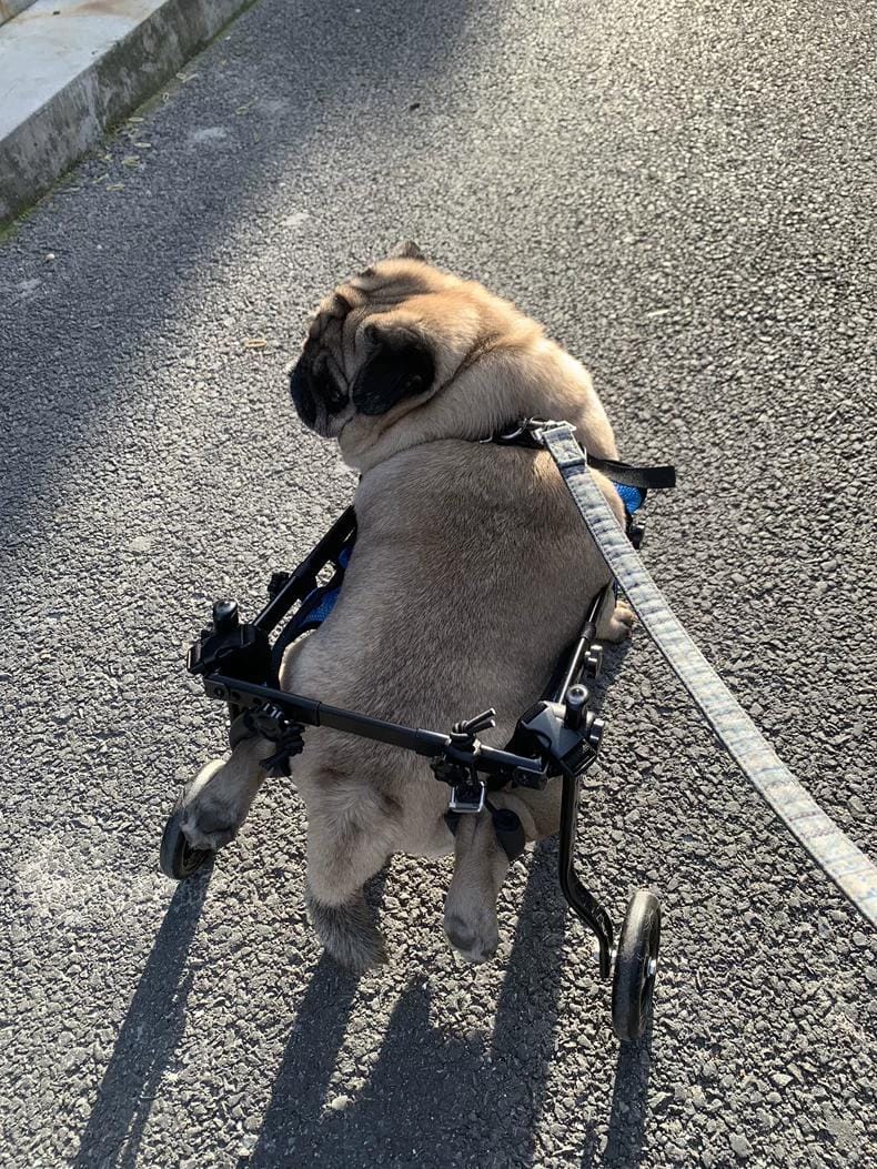 Customer photo review of Comfort Dog Wheelchair - Rediscover Mobility