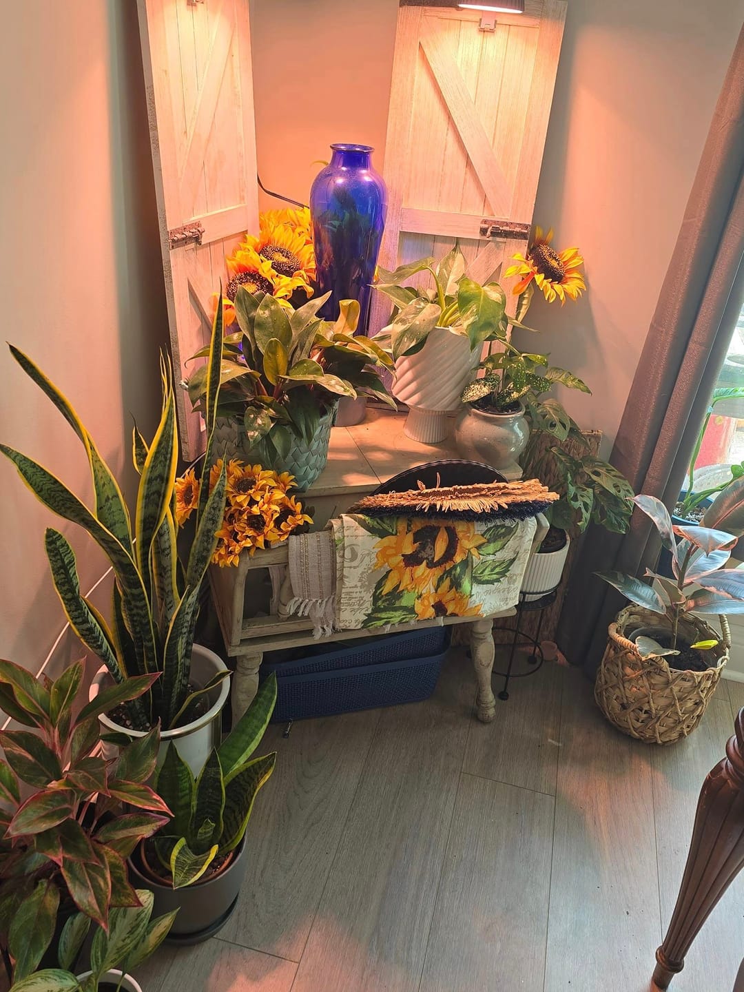 Customer photo review of Philodendron 'Red Congo Mini'