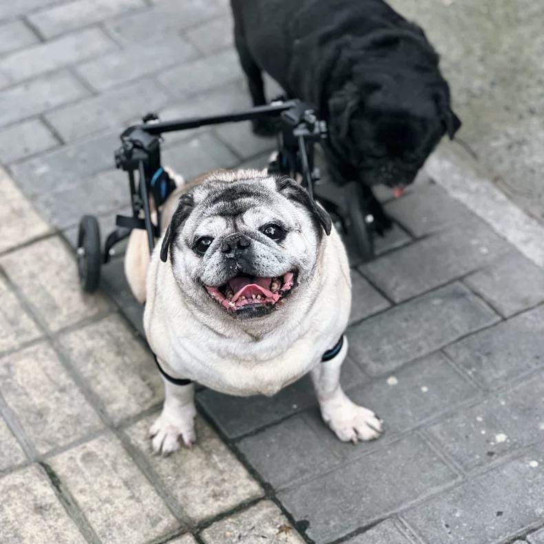 Customer photo review of Comfort Dog Wheelchair - Rediscover Mobility