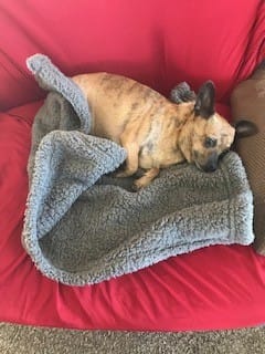 Customer photo review of Natural Dog Food Samples