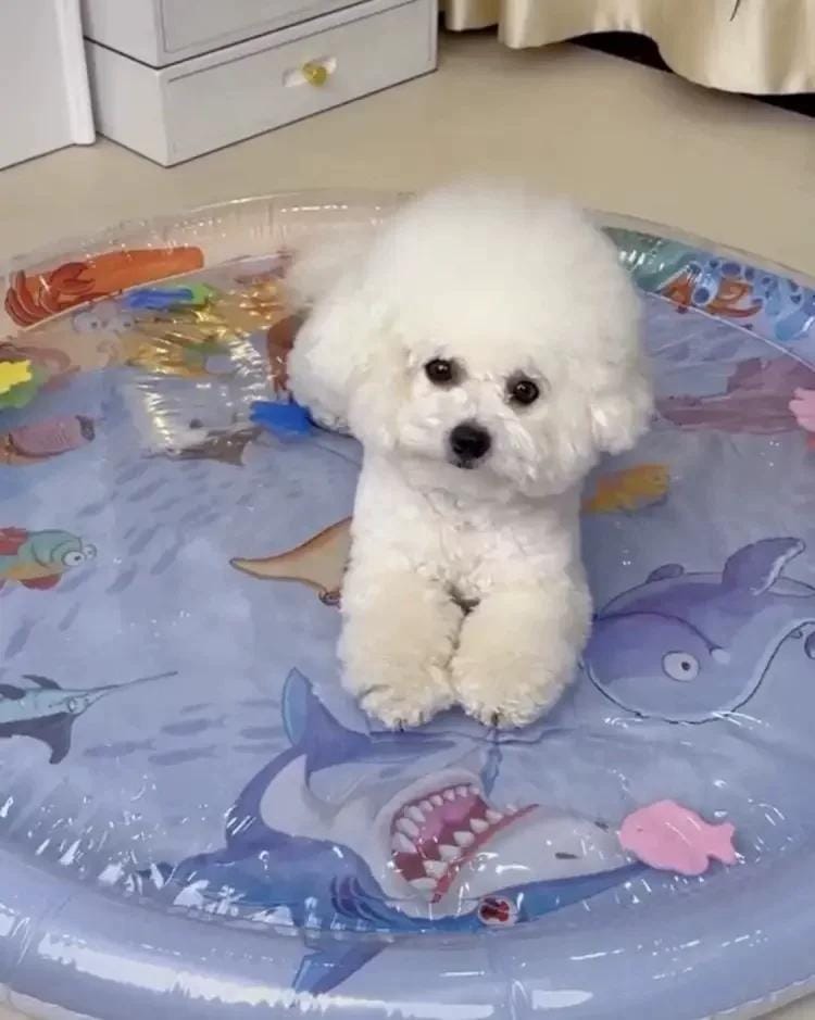 Customer photo review of Upgraded Thickness Pet Cooling Water Bed