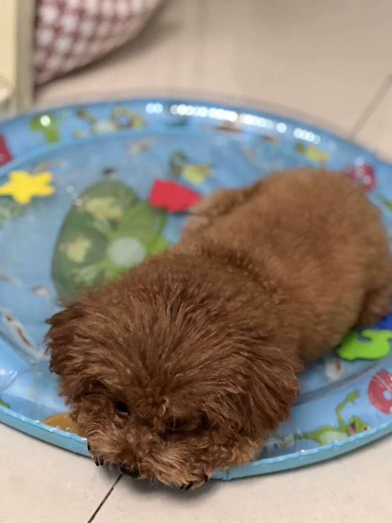 Customer photo review of Upgraded Thickness Pet Cooling Water Bed