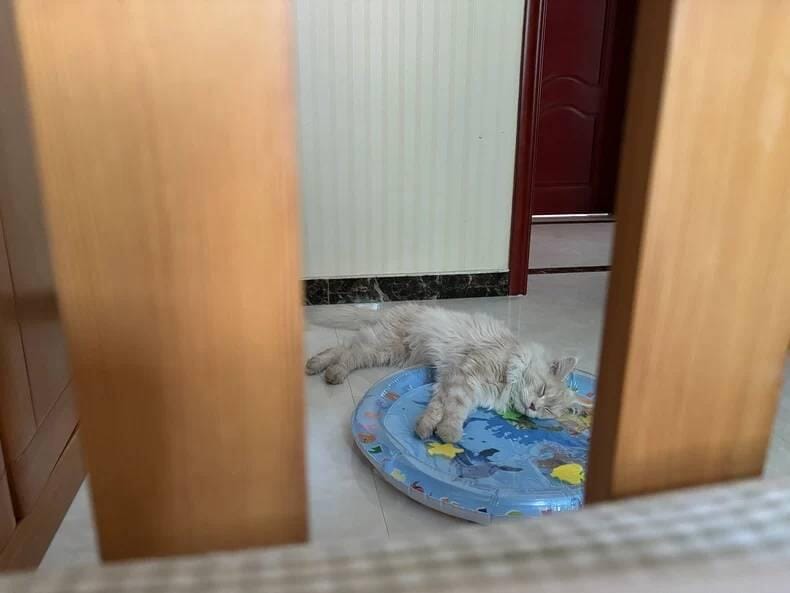Customer photo review of Upgraded Thickness Pet Cooling Water Bed