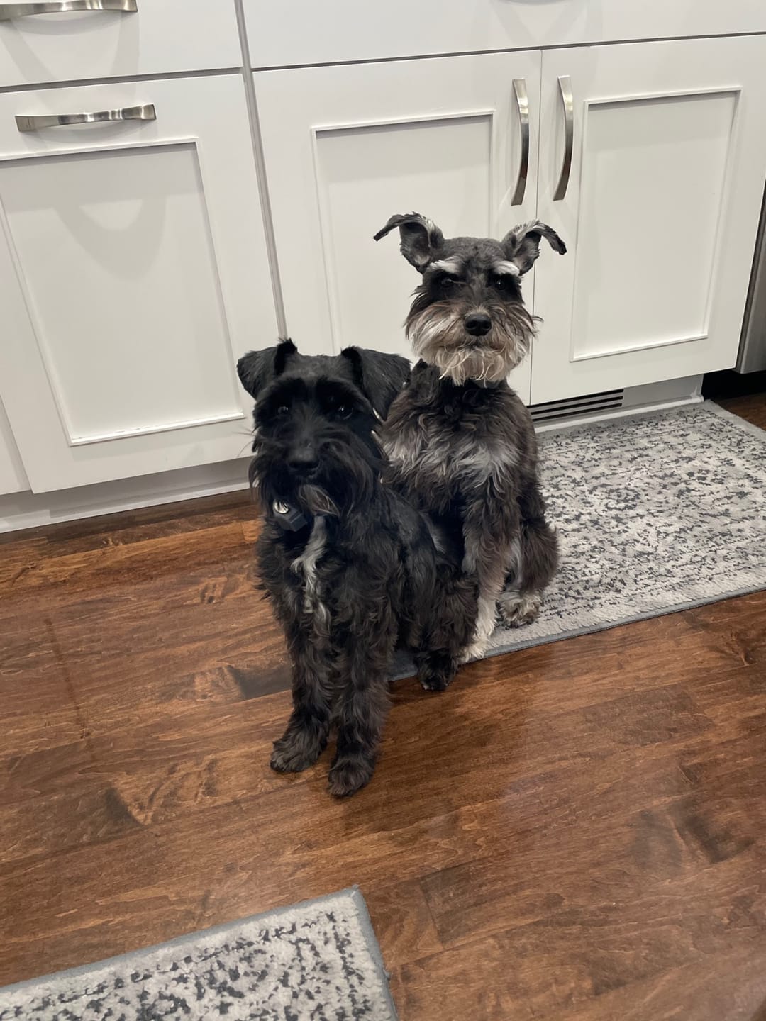 Customer photo review of Natural Dog Food Samples